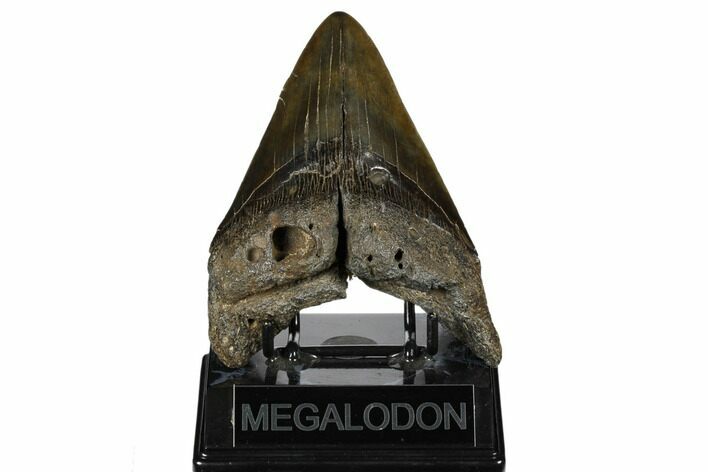 Bargain, Fossil Megalodon Tooth - South Carolina #178804